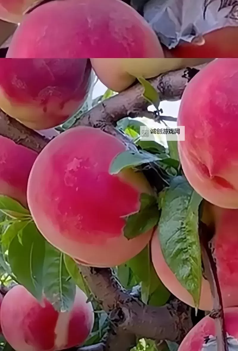 【最新资源】桃子视频全集免费观看,全网最全观看指南图1