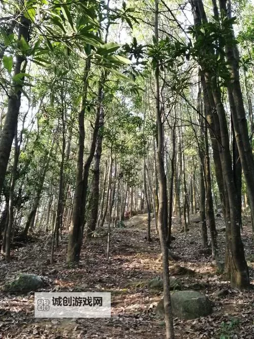 张筱雨花浴:意境中的美丽与宁静图1