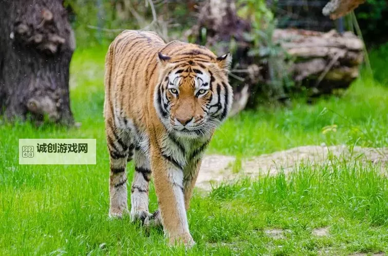 揭秘S四虎：娱乐圈的四大传奇明星图1