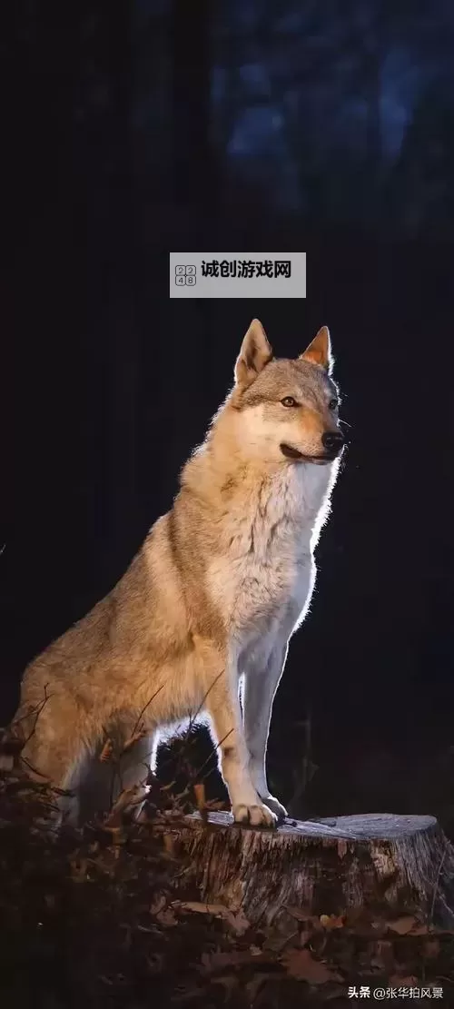 探索未来趋势:1024手机基地推动国产手机创新发展图1