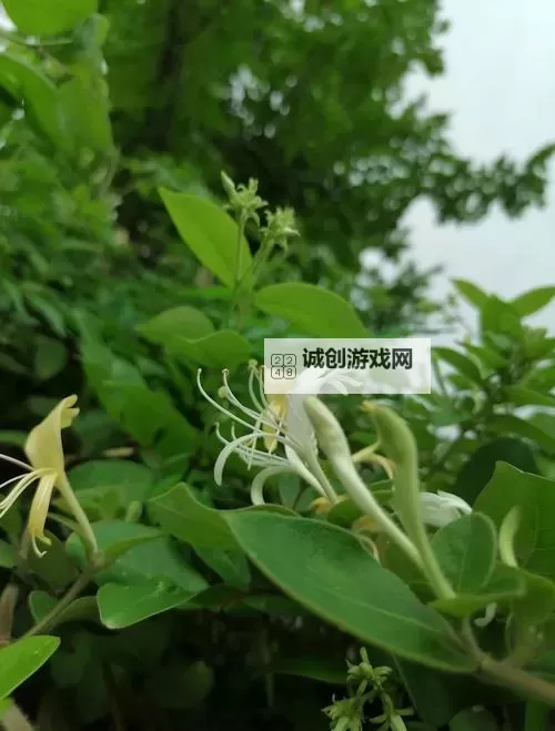 帐中香金银花海棠：细述繁花缱绻的绮丽梦境图1