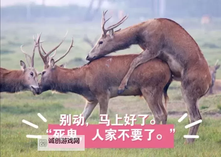 美女和男人一起生猴子免费看：真实趣闻揭秘图1