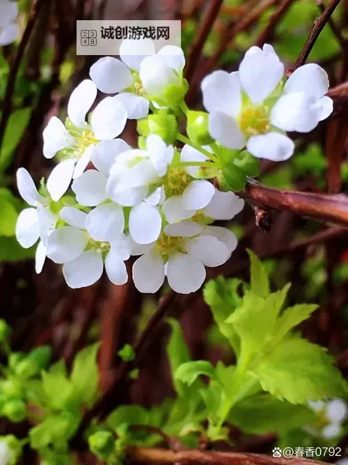 闫盼盼在线播放：最新精彩内容免费在线观看指南图1