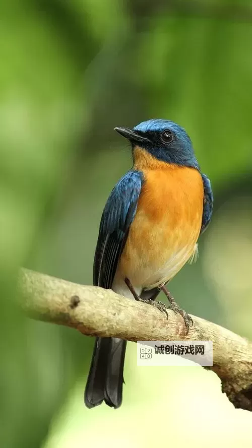 探索美味新体验：日本一级馒头片的独特魅力图1