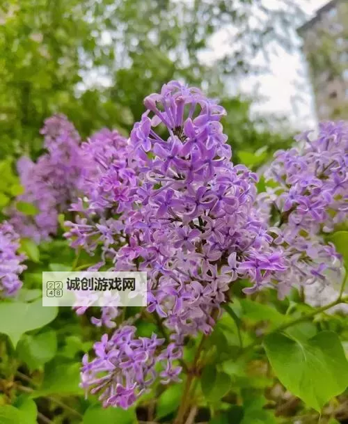 激情四溢：深入体验五月丁香情缴缴的美好时光图1