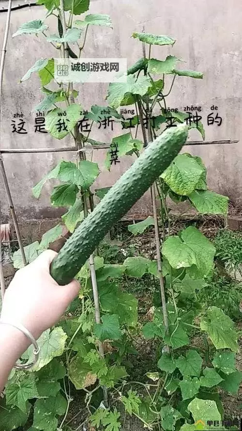 《童话之旅：黄瓜草莓向日葵章节的奇幻人生》图1