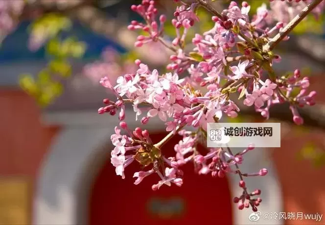 探索优质jy灌溉系统游戏海棠:打造完美园艺体验的必备利器图1