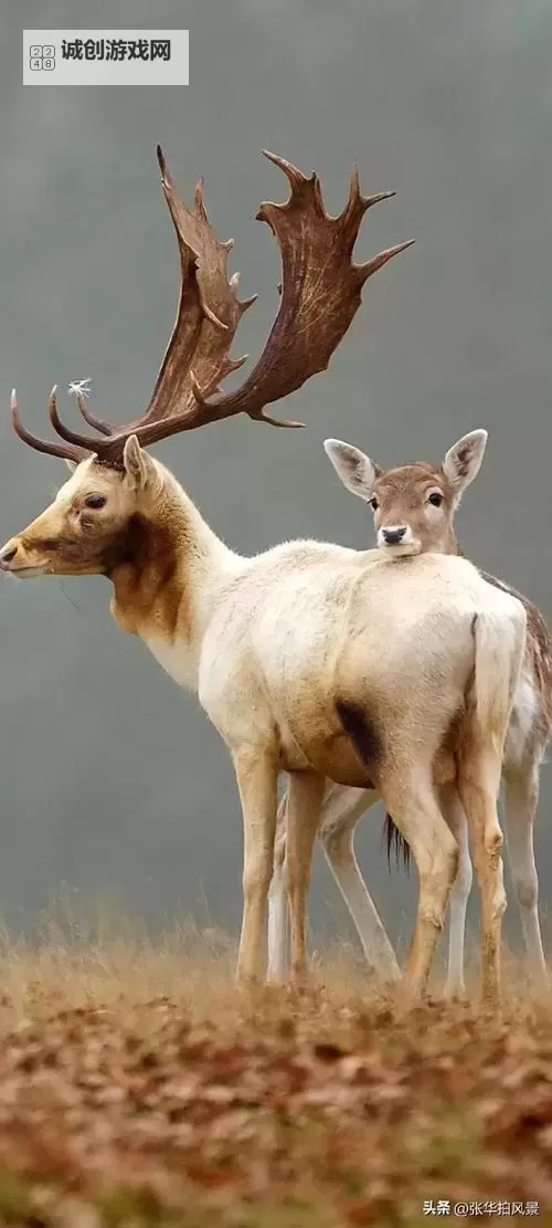 轩辕寻情电脑版下载 电脑玩轩辕寻情模拟器推荐图1