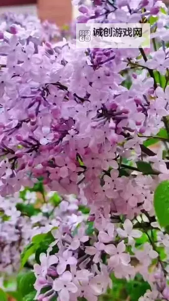 丁香久久：凝聚时光的芬芳记忆图1