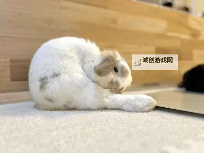 困困兔原版视频高清在线观看完整版【高清免费观看】图1