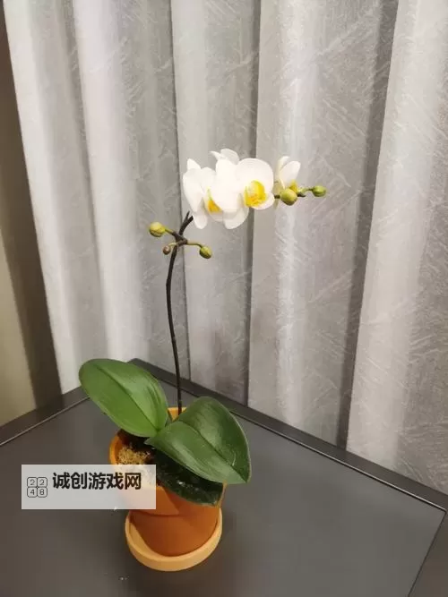 水仙直播热播中,带你领略春日水仙的魅力图1