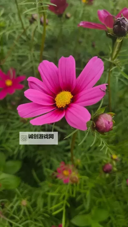 《潜行者2切尔诺贝利之心》电池超自然体形成地点及效果一览图1