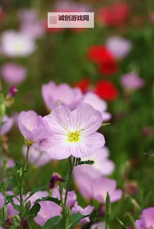 探索无限乐趣：畅享草草视频在线观看最新精彩内容图1
