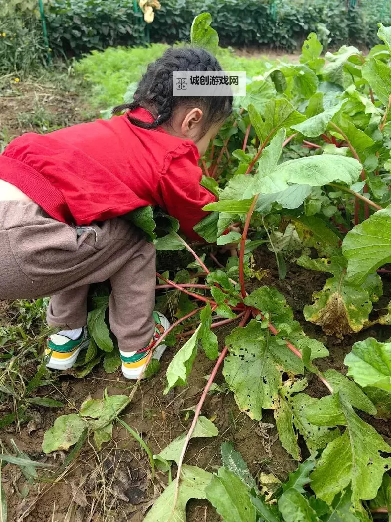 在乡野光影中寻觅劳动的韵律：正确的拔萝卜视频图1