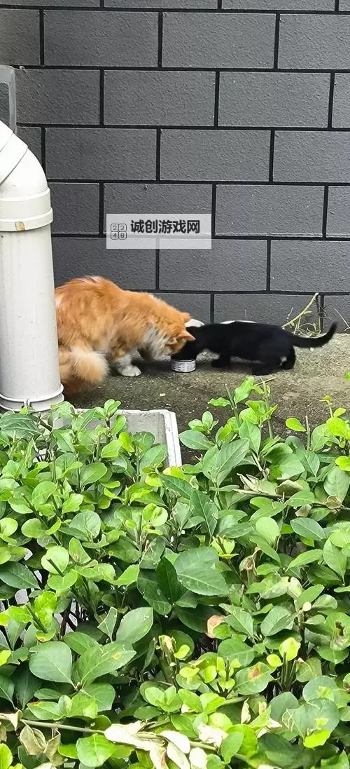 猫咪社区成人:在钢铁之城里寻找柔软的喵心图1