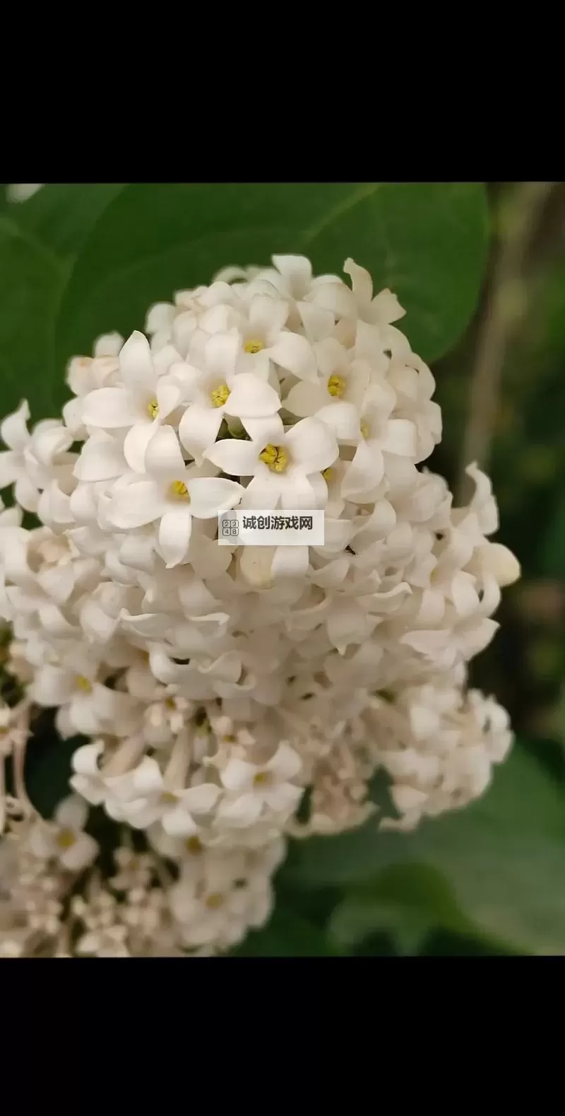 五情丁香先锋视:以花香为笔的城市叙事图1