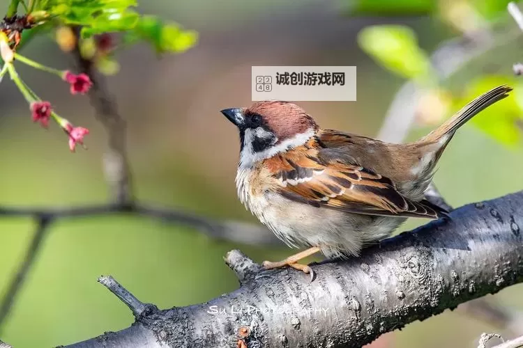 日韩丝足精品：东方丝袜美学的极致魅力图1