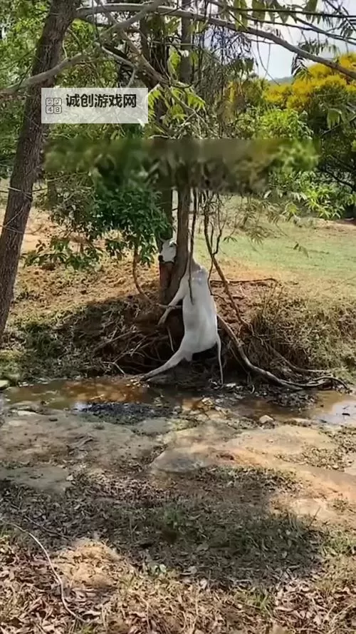 现实版荒诞纪录：主人被自家牛怼上树僵持3小时，村民围观热议图1